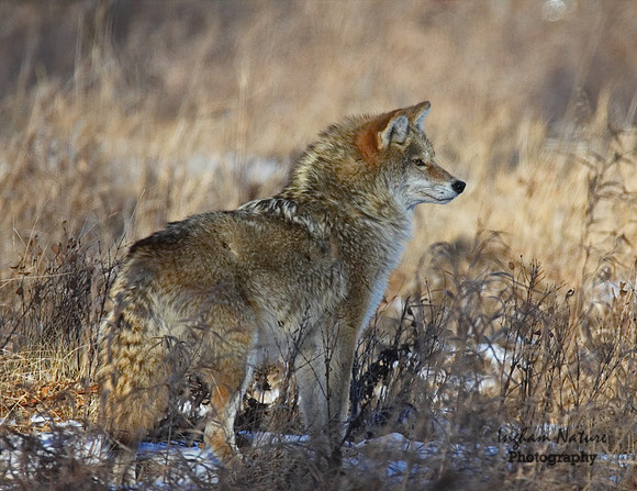 Coyote