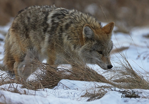 Coyote