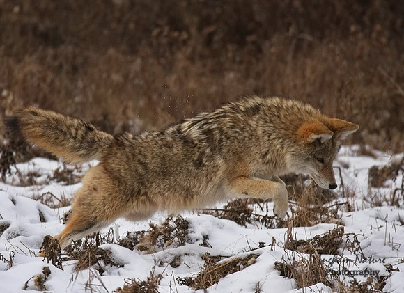 Coyote