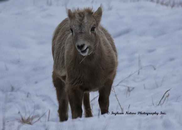 Rocky Mountain Sheep - Juvenile