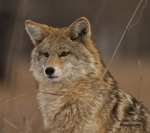 Coyote