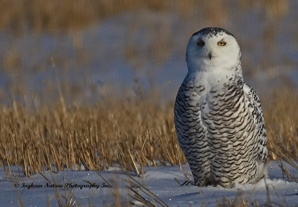 Snowy Owl - Female