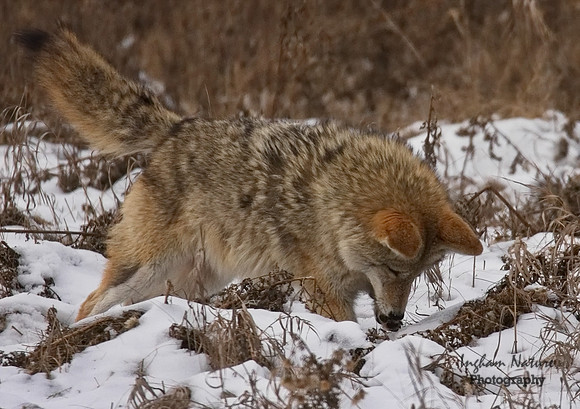 Coyote