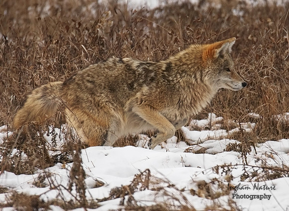 Coyote