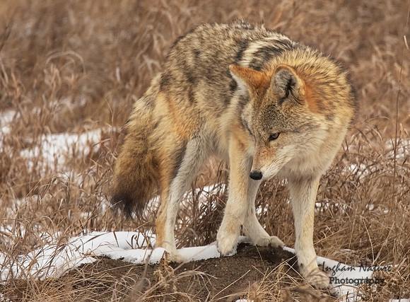 Coyote