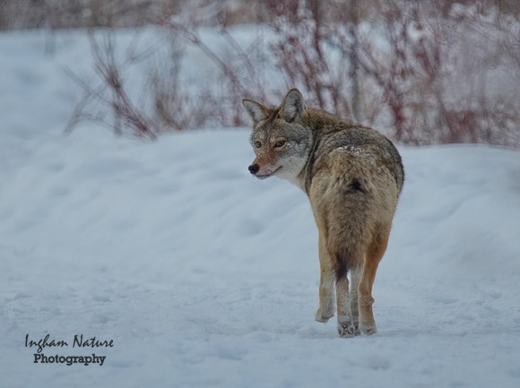 Coyote