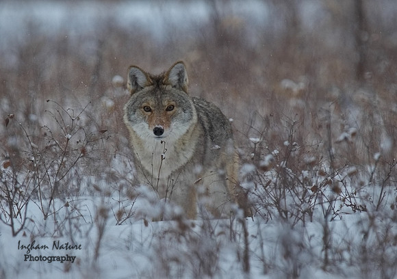 Coyote