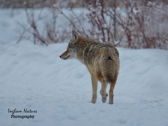 Coyote