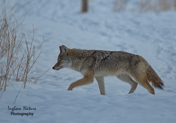 Coyote