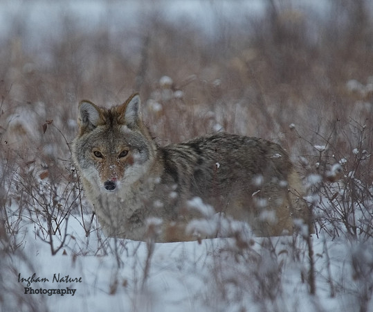 Coyote