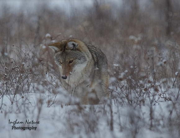 Coyote
