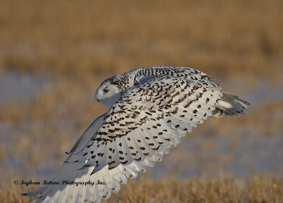 Snowy Owl - Female
