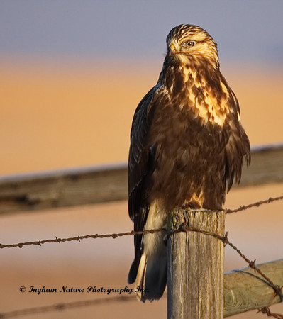 Rough Legged Hawk