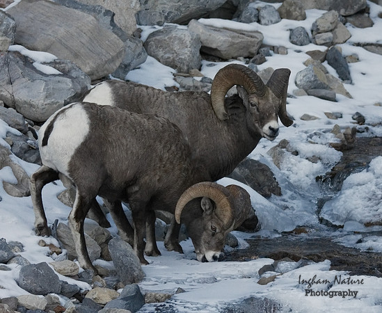 Rocky Mountain Sheep - Males