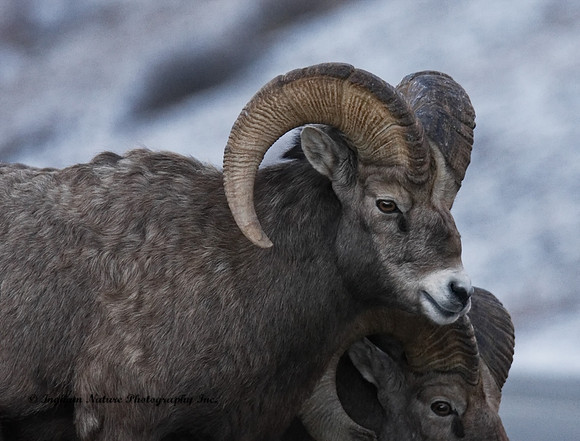 Rocky Mountain Sheep - Males