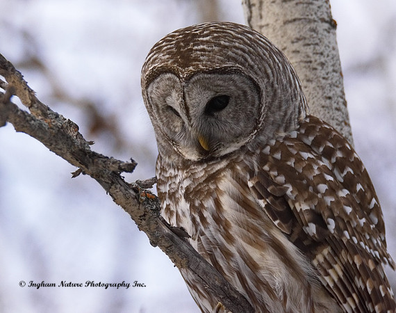 Barred Owl