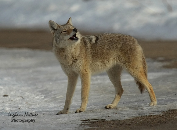 Coyote