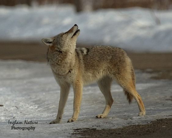 Coyote