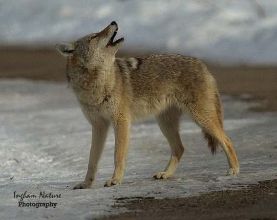 Coyote
