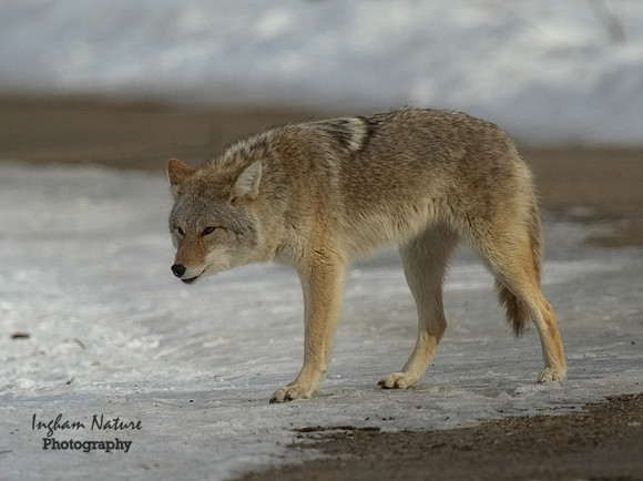 Coyote