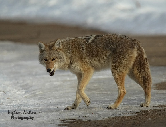 Coyote