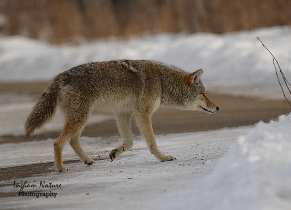 Coyote