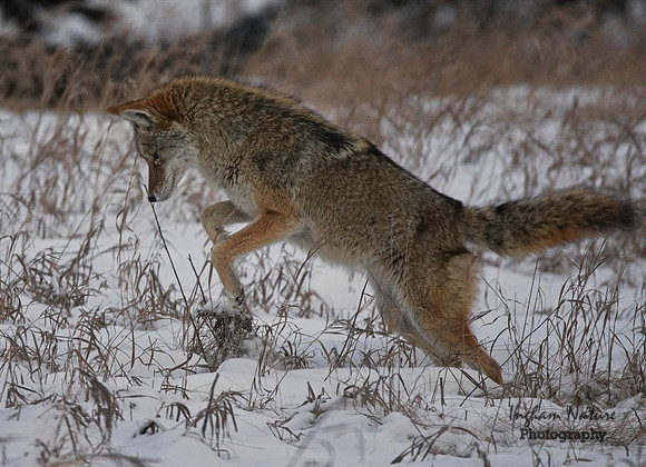 Coyote