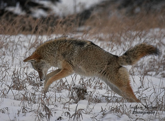 Coyote