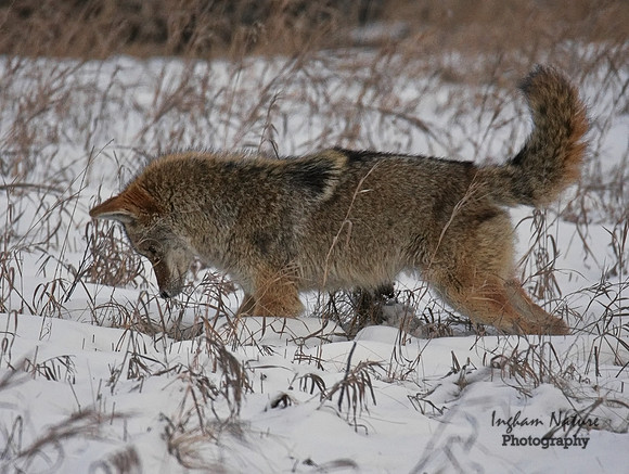 Coyote