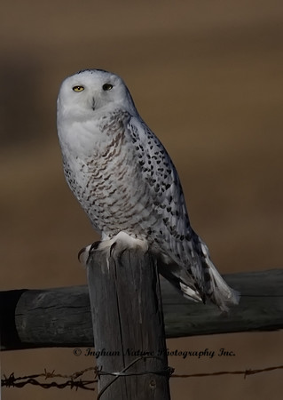 Snowy Owl