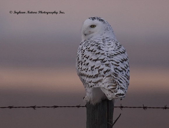 Snowy Owl - Female