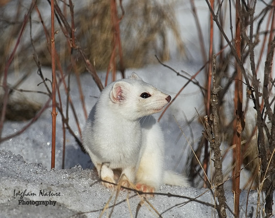 Weasel - Long Tailed