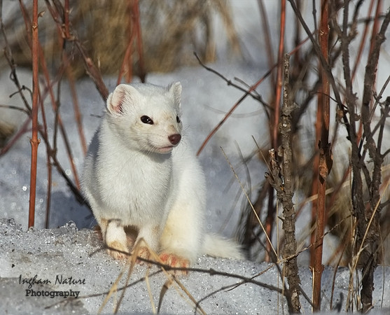 Weasel - Long Tailed