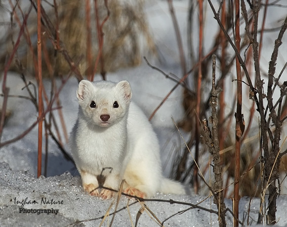 Weasel - Long Tailed