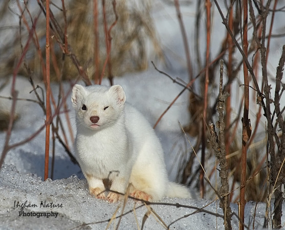 Weasel - Long Tailed
