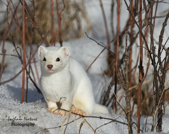 Weasel - Long Tailed