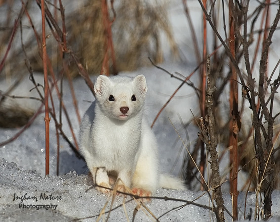 Weasel - Long Tailed