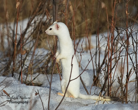Weasel - Long Tailed