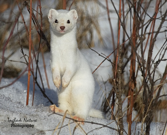 Weasel - Long Tailed