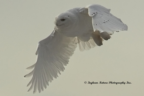 Snowy Owl - Male