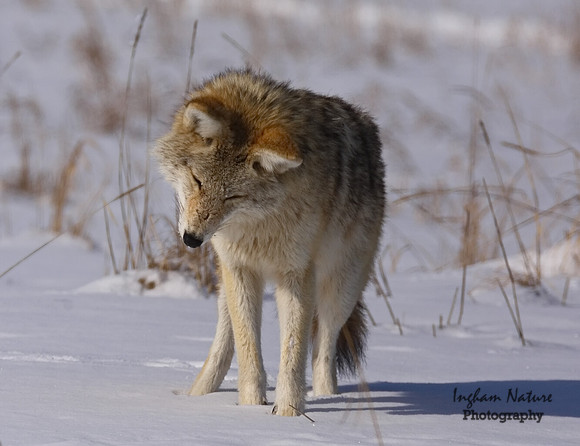 Coyote