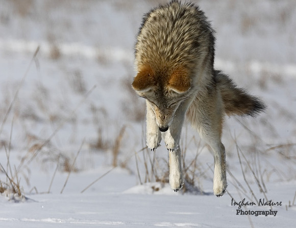 Coyote