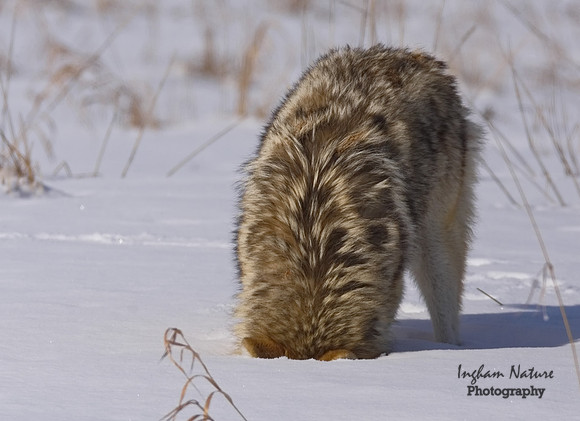 Coyote