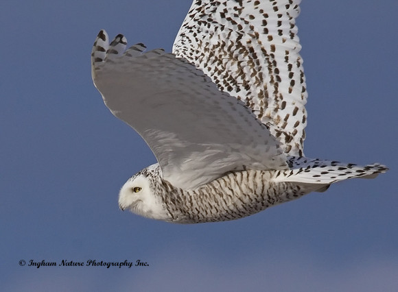 Snowy Owl