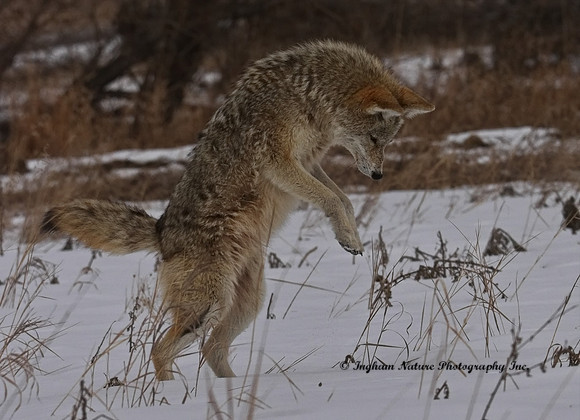 Coyote
