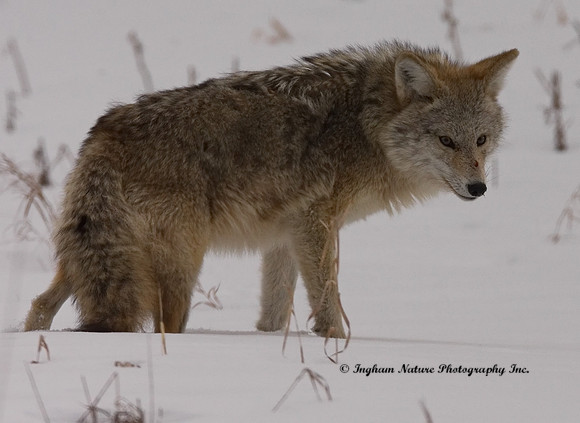 Coyote