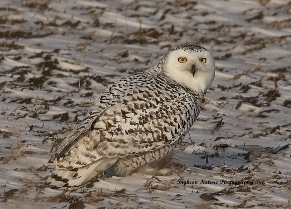 Snowy Owl