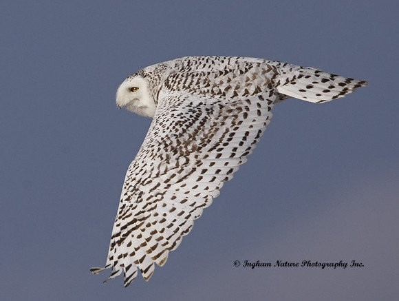 Snowy Owl