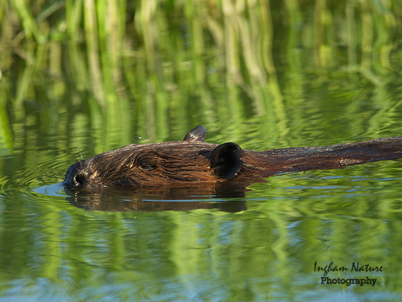 Beaver