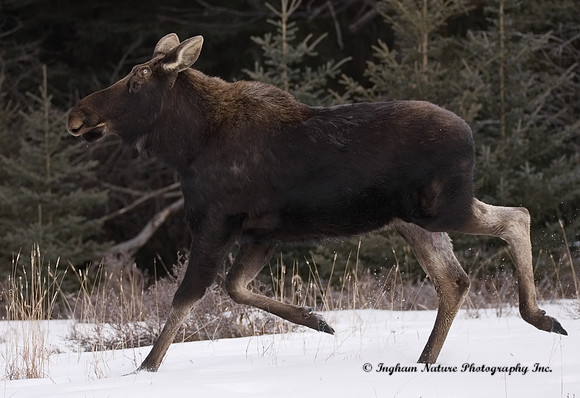 Moose - Male